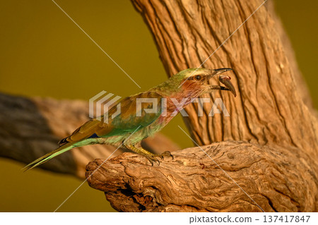 Lilac-breasted roller in dead tree catching insect Lilac-breasted roller in dead tree catching insect 137417847