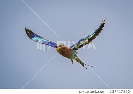 Lilac-breasted roller lifts wings against clear sky Lilac-breasted roller lifts wings against clear sky 137417850