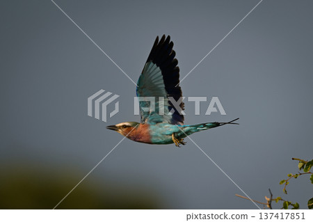 Lilac-breasted roller lifts wings flying from bush Lilac-breasted roller lifts wings flying from bush 137417851