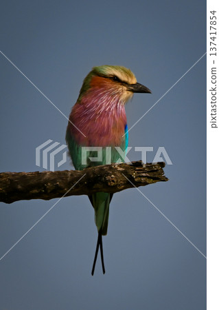 Lilac-breasted roller looks down from dead branch Lilac-breasted roller looks down from dead branch 137417854