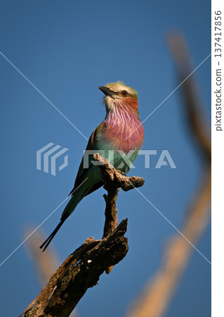 Lilac-breasted roller looks up from dead bough 137417856