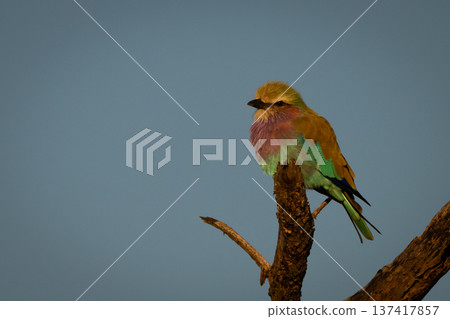Lilac-breasted roller on bough in golden light Lilac-breasted roller on bough in golden light 137417857