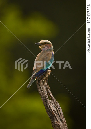 Lilac-breasted roller on dead branch with rim-lighting Lilac-breasted roller on dead branch with rim-lighting 137417858
