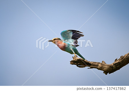 Lilac-breasted roller on dry stump taking off Lilac-breasted roller on dry stump taking off 137417862