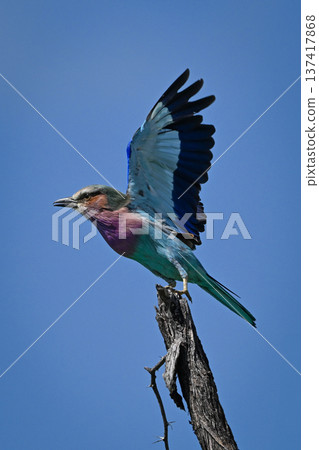 Lilac-breasted roller raises wings to take off Lilac-breasted roller raises wings to take off 137417868