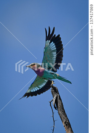 Lilac-breasted roller spreading wings to take off Lilac-breasted roller spreading wings to take off 137417869