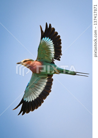 Lilac-breasted roller spreads wings against blue sky Lilac-breasted roller spreads wings against blue sky 137417871