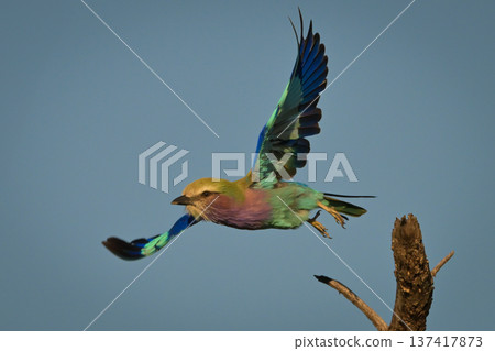 Lilac-breasted roller spreads wings flying off stump Lilac-breasted roller spreads wings flying off stump 137417873