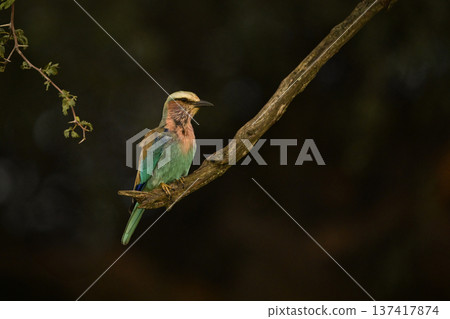 Lilac-breasted roller stretches neck on diagonal branch Lilac-breasted roller stretches neck on diagonal branch 137417874