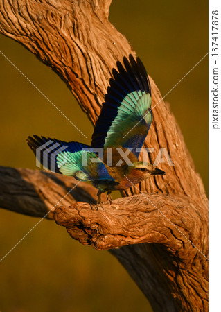Lilac-breasted roller takes off from gnarled tree 137417878