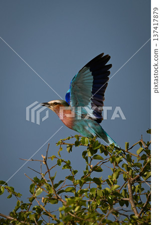 Lilac-breasted roller takes off from leafy trees Lilac-breasted roller takes off from leafy trees 137417879