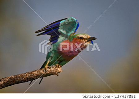 Lilac-breasted roller takes off with lifted wings 137417881