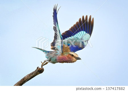 Lilac-breasted roller takes off with wings lifted Lilac-breasted roller takes off with wings lifted 137417882