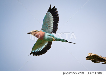 Lilac-breasted roller taking off from dry stump Lilac-breasted roller taking off from dry stump 137417883