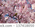 A Japanese white-eye resting amongst cherry blossoms in full bloom 137418050
