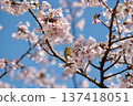 A Japanese white-eye resting amongst cherry blossoms in full bloom 137418051