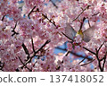 A Japanese white-eye flapping its wings among cherry blossoms in full bloom 137418052