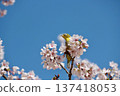 A Japanese white-eye resting amongst cherry blossoms in full bloom 137418053