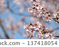 Cherry blossoms in full bloom in the blue sky 137418054