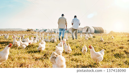 Black people, back and walking on farm with chicken in agriculture together and live stock. Rear view of men working in farming, sustainability and growth for supply chain or crops in the countryside 137418090