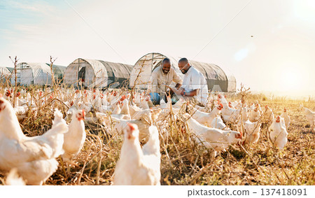 Men, agriculture checklist and chicken in sustainability farming, eco friendly or free range, industry teamwork. Happy african people or farmer outdoor with animals health, clipboard and inspection Men, agriculture checklist and chicken in sustainability farming, eco friendly or free range, industry teamwork. Happy african people or farmer outdoor with animals health, clipboard and inspection 137418091
