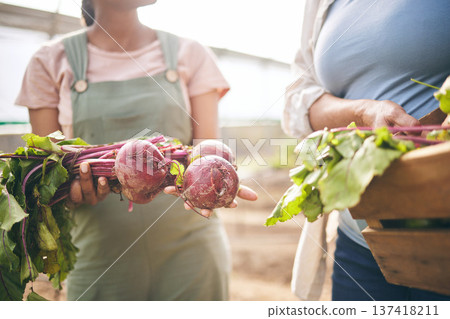 Women, hands and beetroot harvest with box, leaves or team at agro job, product or food supply chain. People together, farming and organic crops for sustainability, inspection or eco friendly garden Women, hands and beetroot harvest with box, leaves or team at agro job, product or food supply chain. People together, farming and organic crops for sustainability, inspection or eco friendly garden 137418211