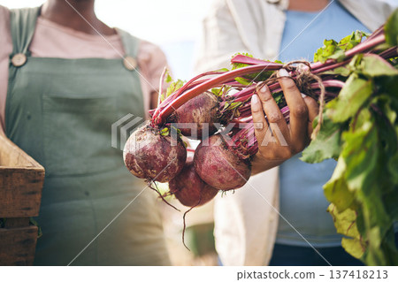 Farming, hands and beetroot harvest with box, leaves and team at agro job, product and supply chain. People together, agriculture and organic crops for sustainability, inspection or eco friendly farm Farming, hands and beetroot harvest with box, leaves and team at agro job, product and supply chain. People together, agriculture and organic crops for sustainability, inspection or eco friendly farm 137418213