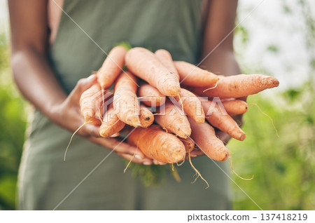 Farmer, person hands and carrot for agriculture, farming and sustainability with grocery supply chain or offer. Worker, seller or supplier and vegetables or food in ngo, nonprofit or business harvest Farmer, person hands and carrot for agriculture, farming and sustainability with grocery supply chain or offer. Worker, seller or supplier and vegetables or food in ngo, nonprofit or business harvest 137418219