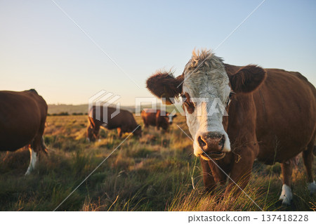 Agriculture, sunset and portrait of cow on farm for for sustainability, environment and meat industry. Grass, cattle and milk production with animals in countryside field for livestock and mockup 137418228
