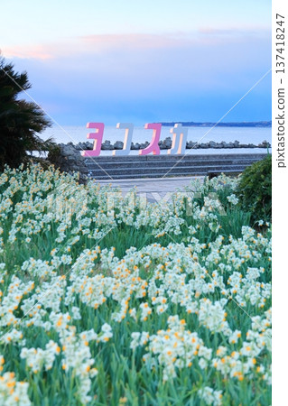 野生海岸黃水仙路 野生海岸黃水仙路 137418247
