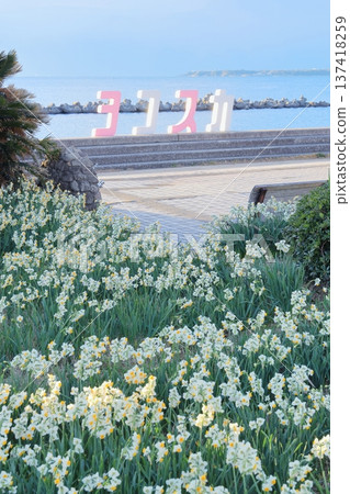 野生海岸黃水仙路 野生海岸黃水仙路 137418259