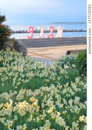 Wild Coast Daffodils Road Wild Coast Daffodils Road 137418262