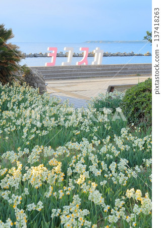 Wild Coast Daffodils Road Wild Coast Daffodils Road 137418263
