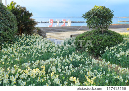 野生海岸黃水仙路 137418266