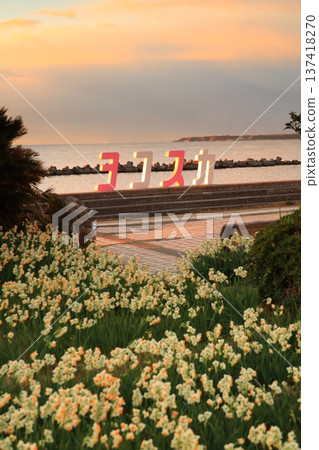 Wild Coast Daffodils Road 137418270