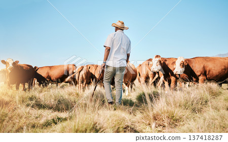 Farm, black man and cow, agriculture and livestock, sustainability and agro business in countryside with back. Farmer with mission, field and industry, environment with cattle herd and animal outdoor Farm, black man and cow, agriculture and livestock, sustainability and agro business in countryside with back. Farmer with mission, field and industry, environment with cattle herd and animal outdoor 137418287