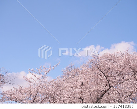 櫻花的風景 櫻花的風景 137418395