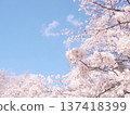 Scenery with cherry blossoms 137418399