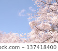 Scenery with cherry blossoms 137418400