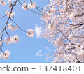 Scenery with cherry blossoms 137418401