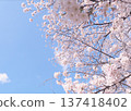 Scenery with cherry blossoms 137418402