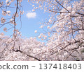 Scenery with cherry blossoms 137418403
