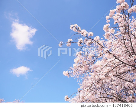 Scenery with cherry blossoms Scenery with cherry blossoms 137418405