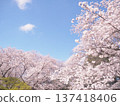 Scenery with cherry blossoms 137418406