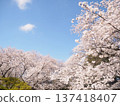 Scenery with cherry blossoms 137418407