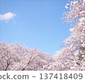 Scenery with cherry blossoms 137418409