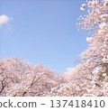 Scenery with cherry blossoms 137418410