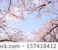 Scenery with cherry blossoms 137418412