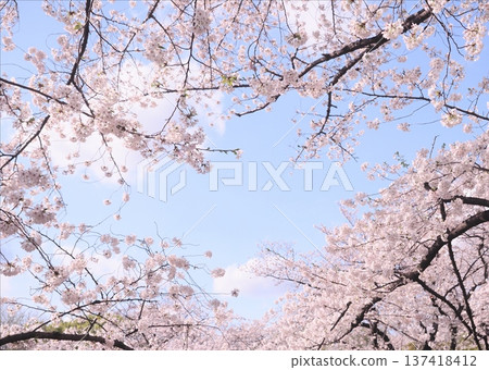 Scenery with cherry blossoms Scenery with cherry blossoms 137418412