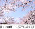 Scenery with cherry blossoms 137418413